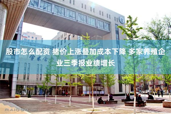 股市怎么配资 猪价上涨叠加成本下降 多家养殖企业三季报业绩增长